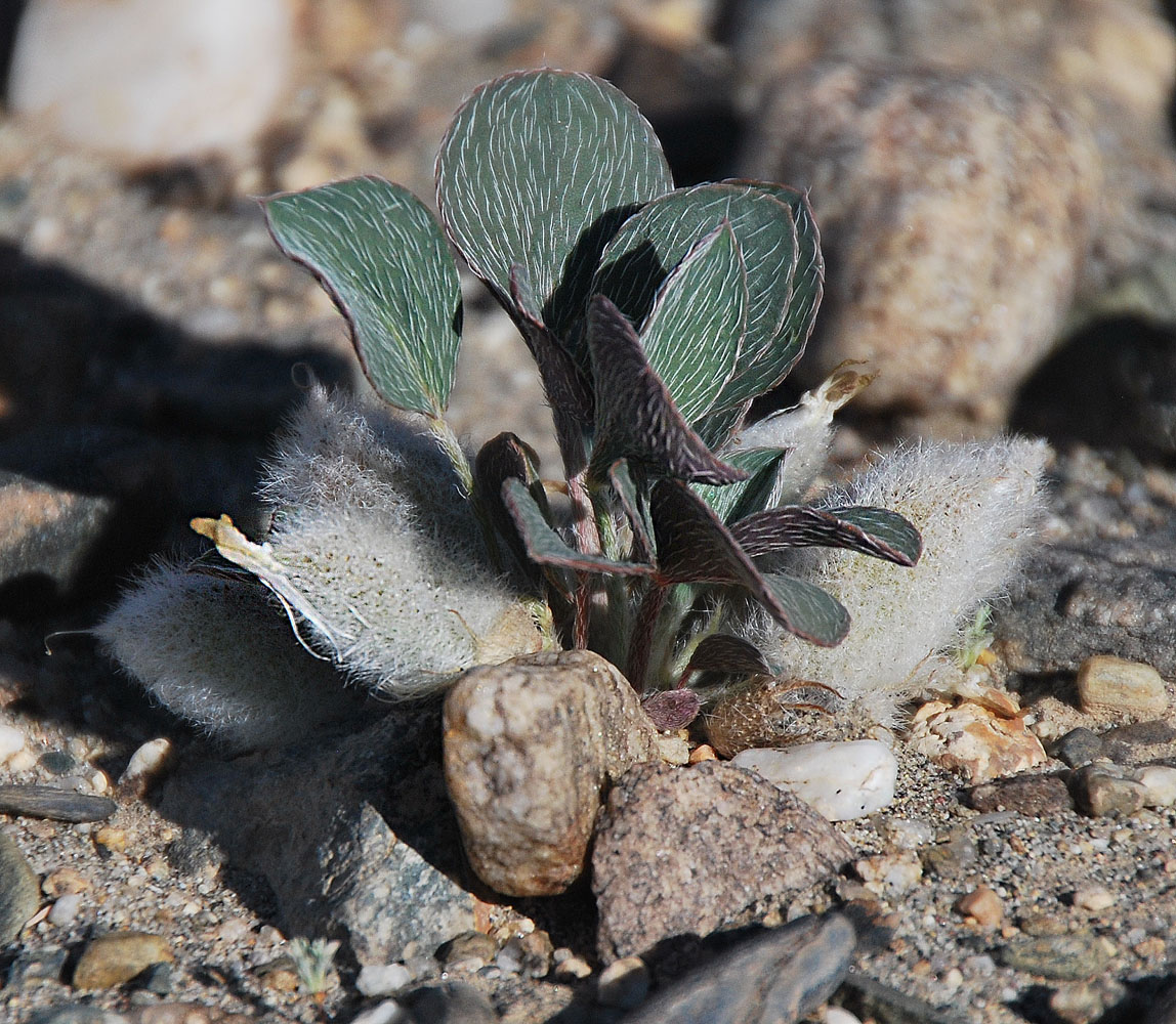 Изображение особи Astragalus monophyllus.