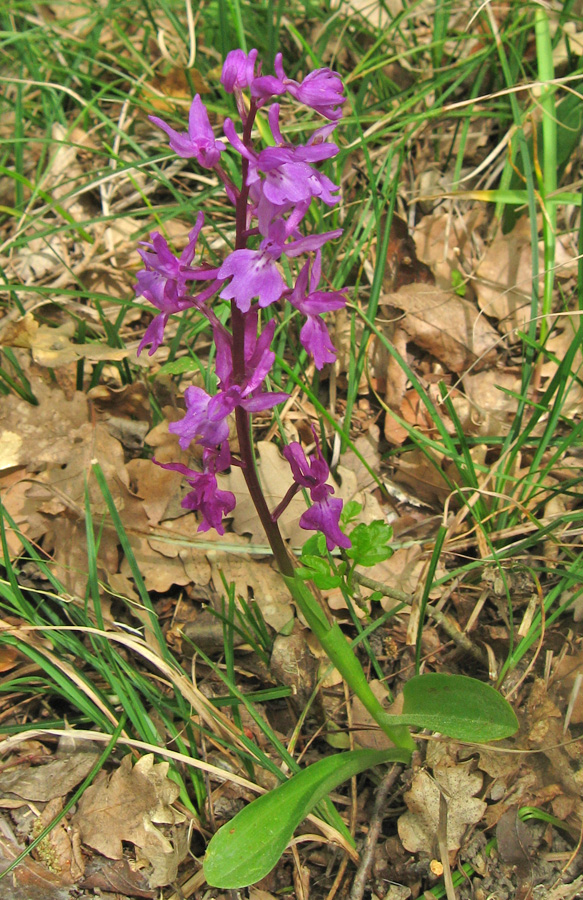 Изображение особи Orchis mascula.