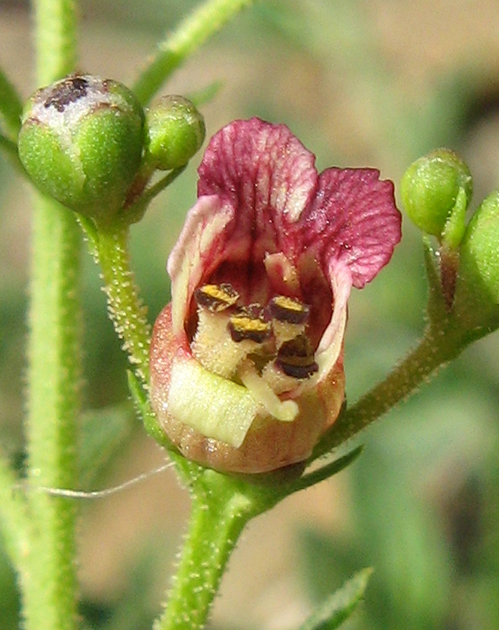 Image of Scrophularia rupestris specimen.