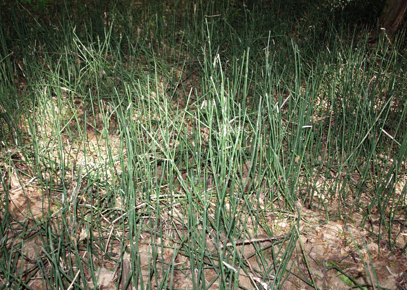 Image of Equisetum hyemale specimen.