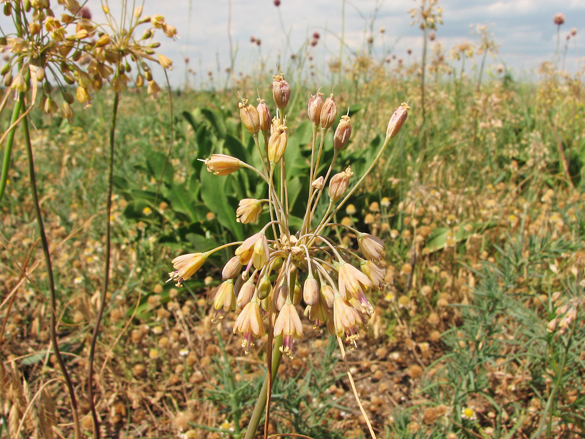 Image of Allium paczoskianum specimen.