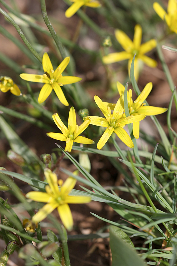 Image of genus Gagea specimen.