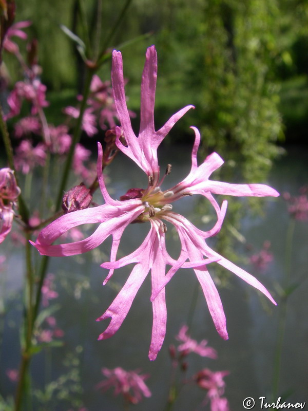 Изображение особи Coccyganthe flos-cuculi.