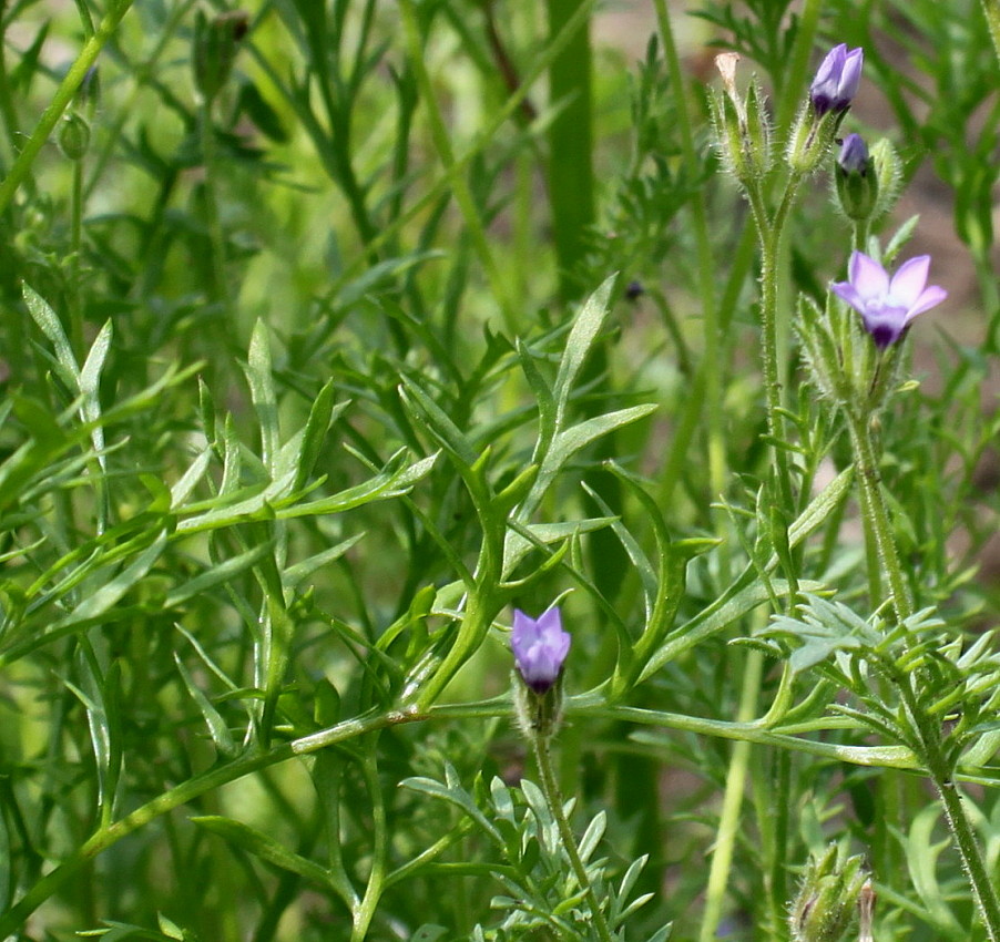 Изображение особи Gilia achilleifolia.