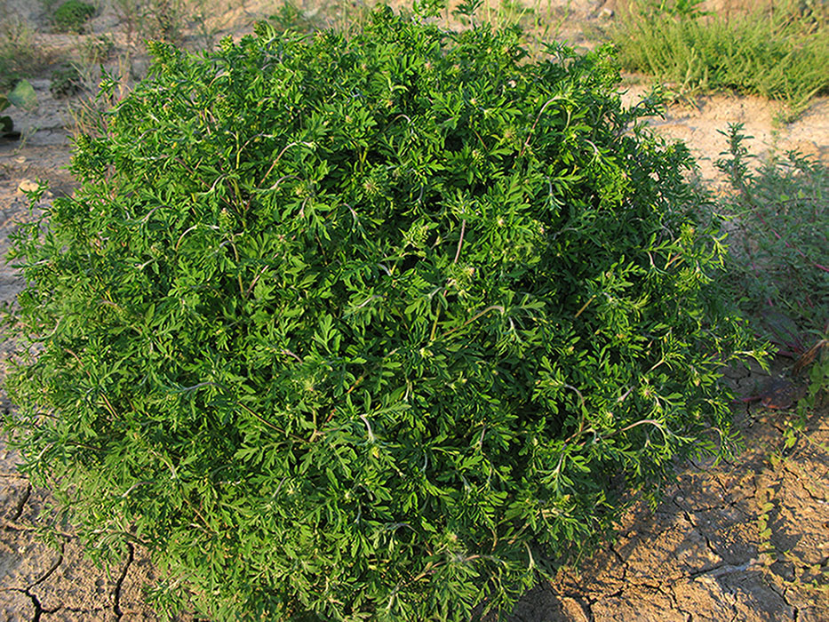 Image of Ambrosia artemisiifolia specimen.