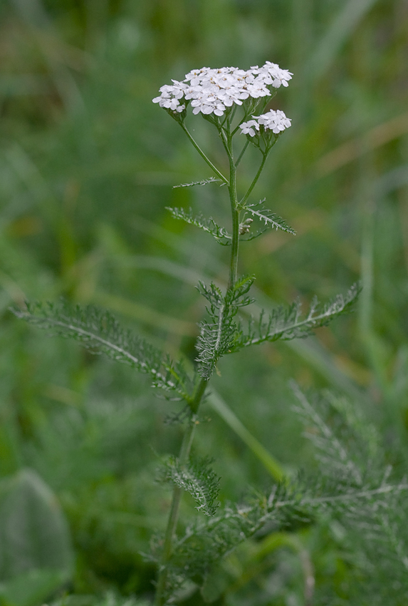 Image of Achillea millefolium specimen.