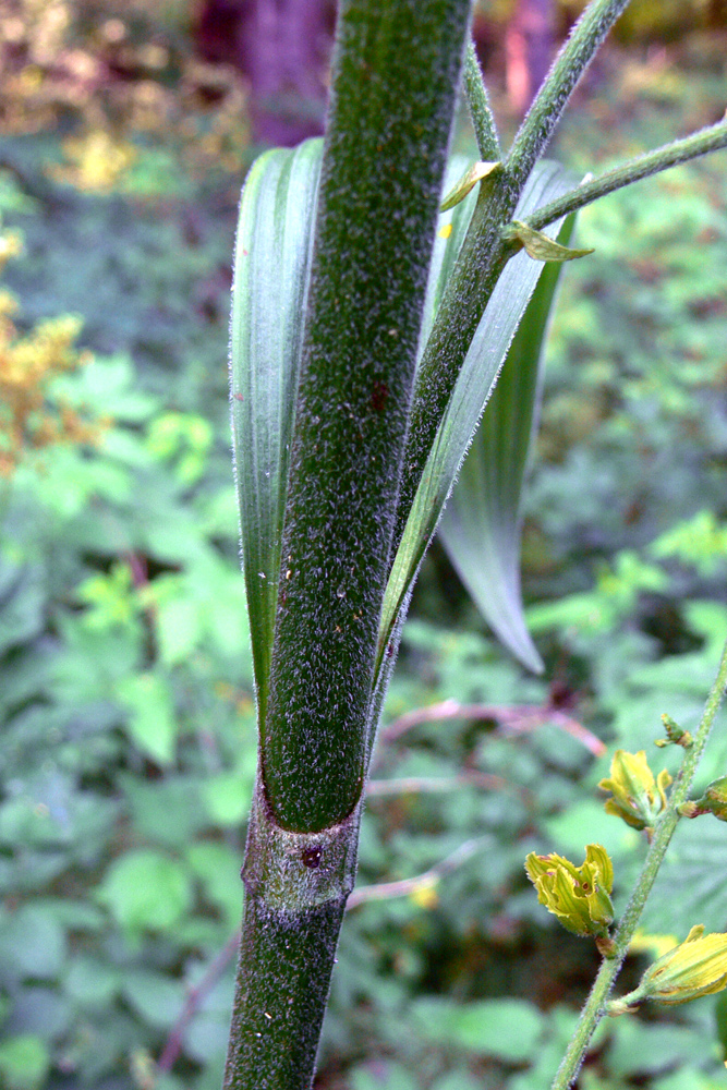 Изображение особи Veratrum lobelianum.