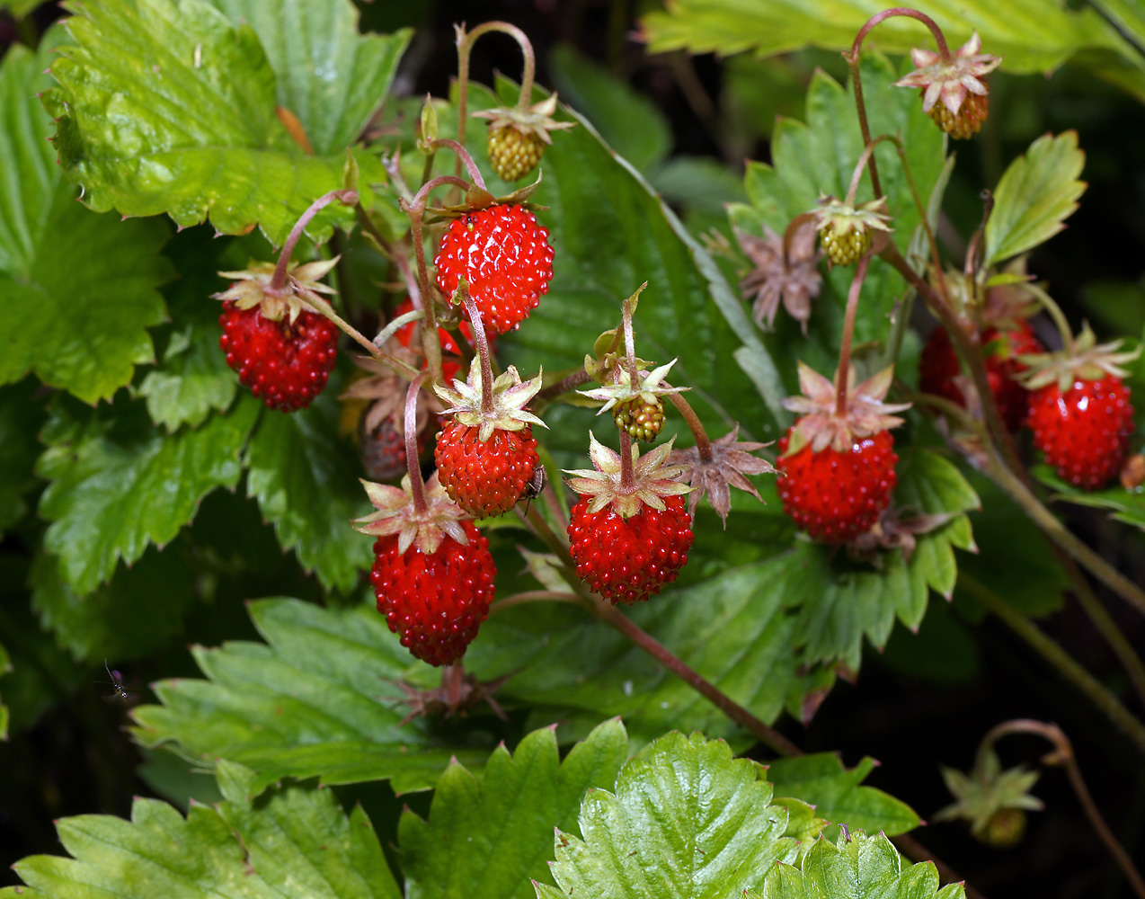 Изображение особи Fragaria vesca.