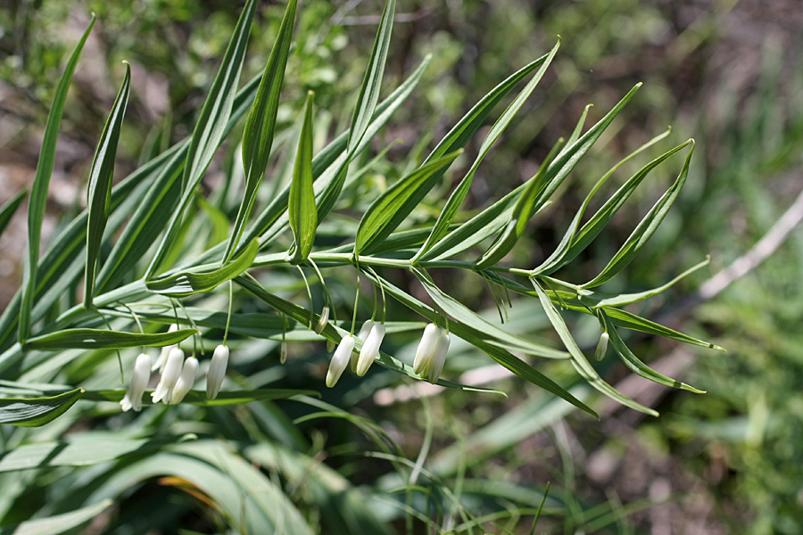 Image of Polygonatum sewerzowii specimen.