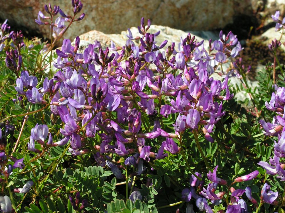 Изображение особи Astragalus tumninensis.