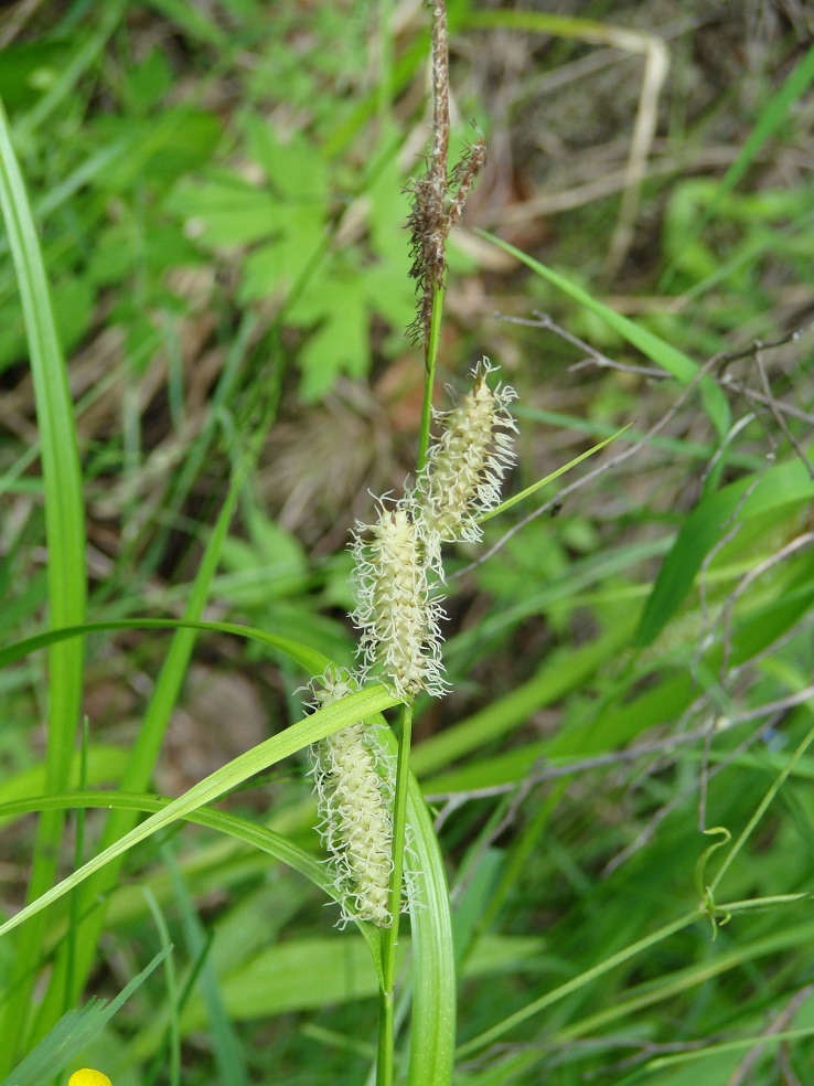 Image of Carex rhynchophysa specimen.