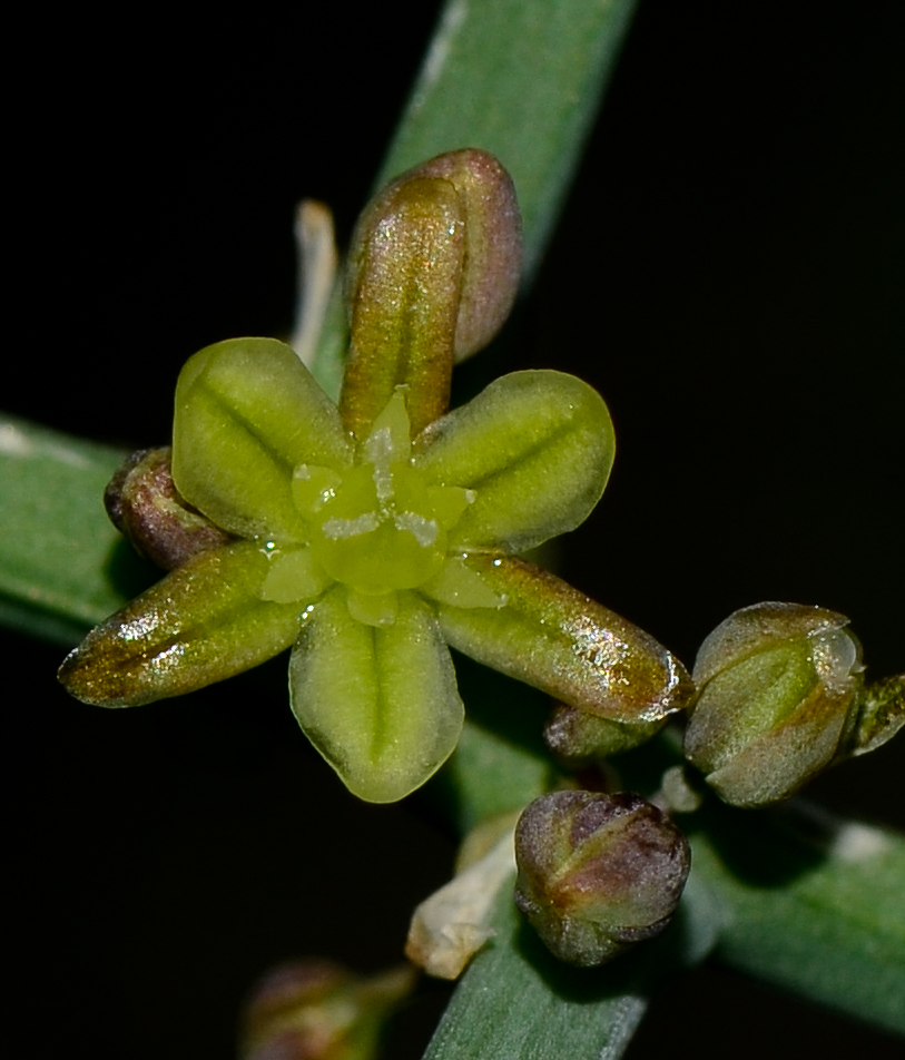 Изображение особи Asparagus horridus.