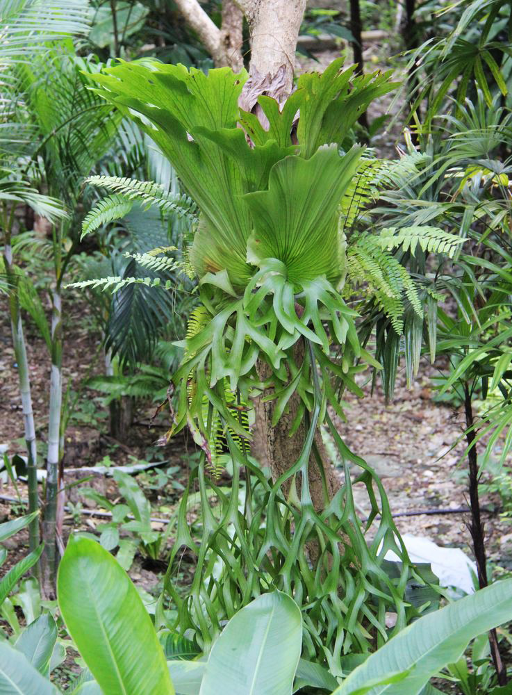 Изображение особи Platycerium coronarium.