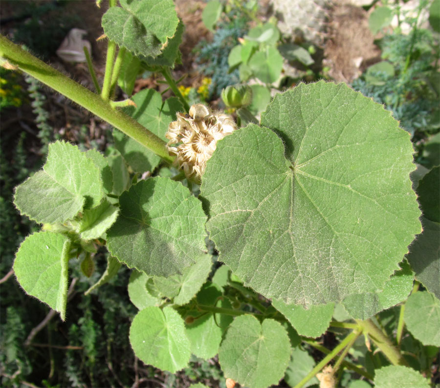 Image of Abutilon hirtum specimen.