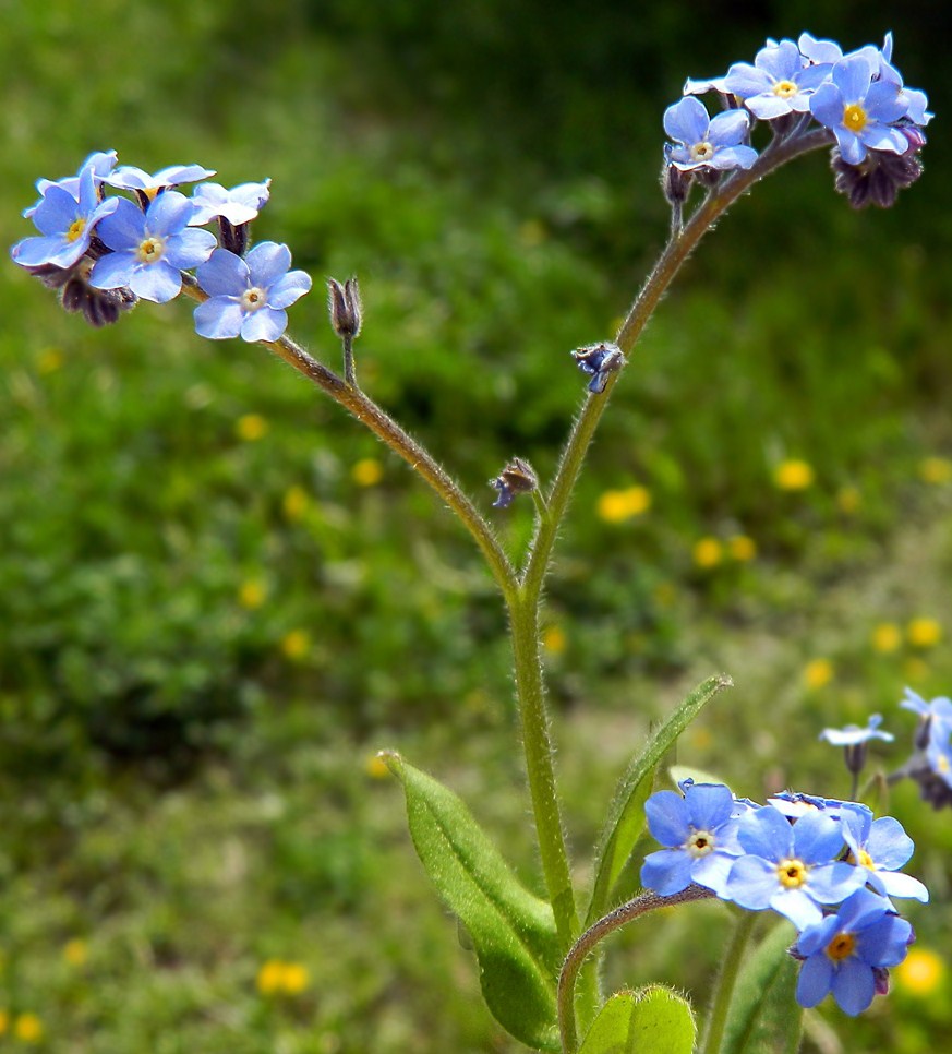 Image of Myosotis sylvatica specimen.