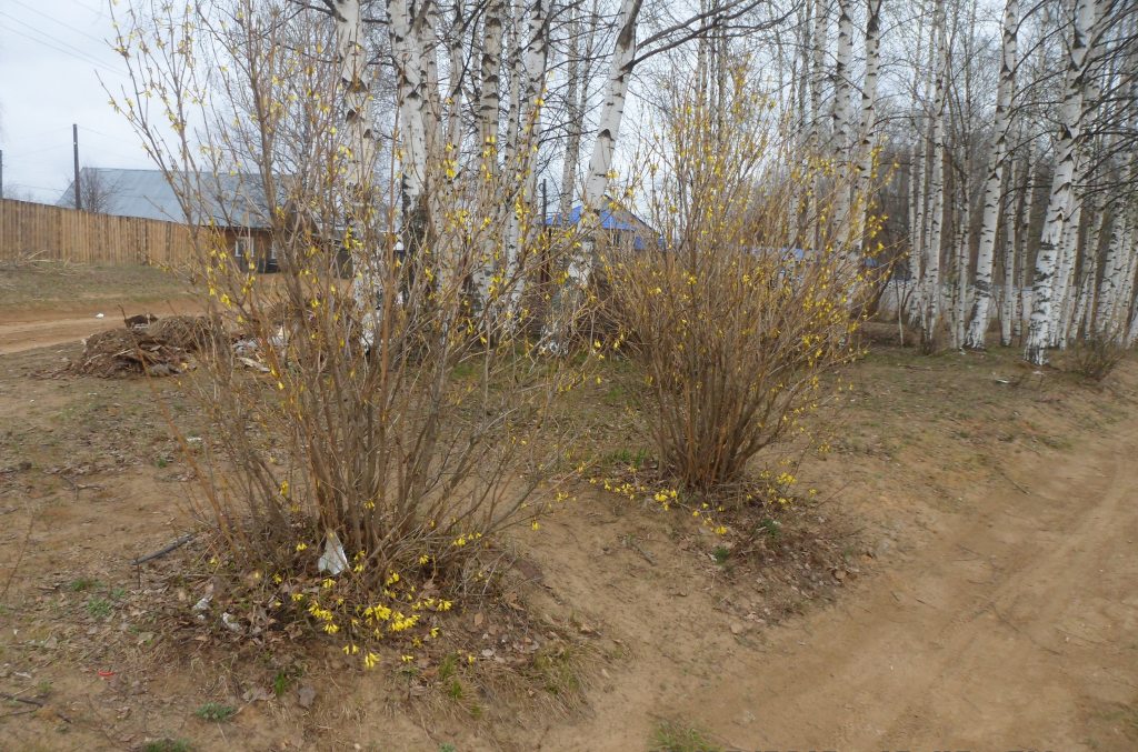 Изображение особи род Forsythia.