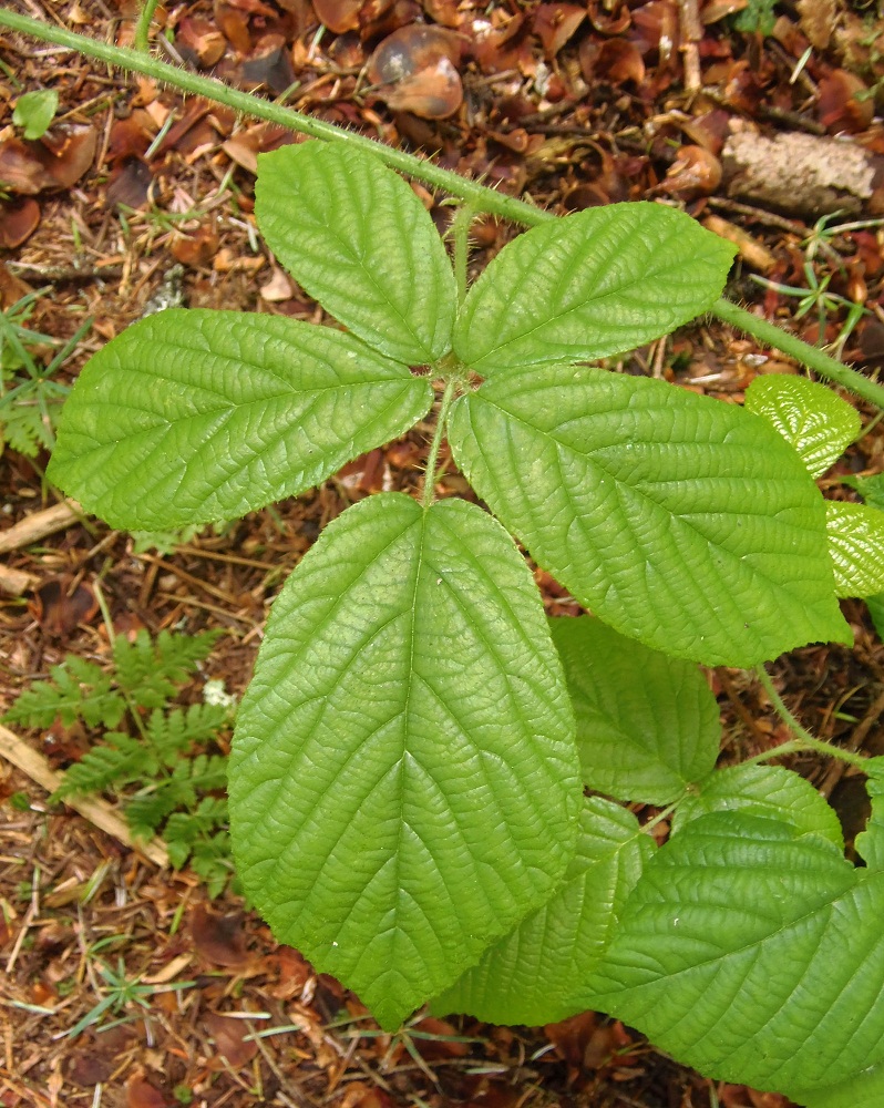 Image of genus Rubus specimen.