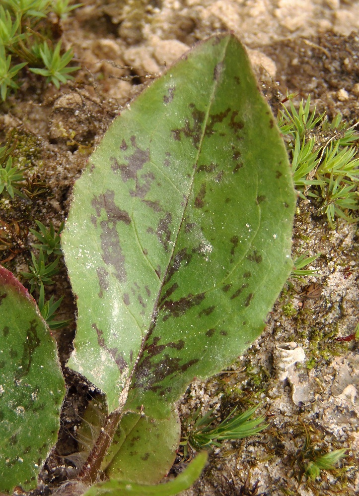 Image of genus Hieracium specimen.