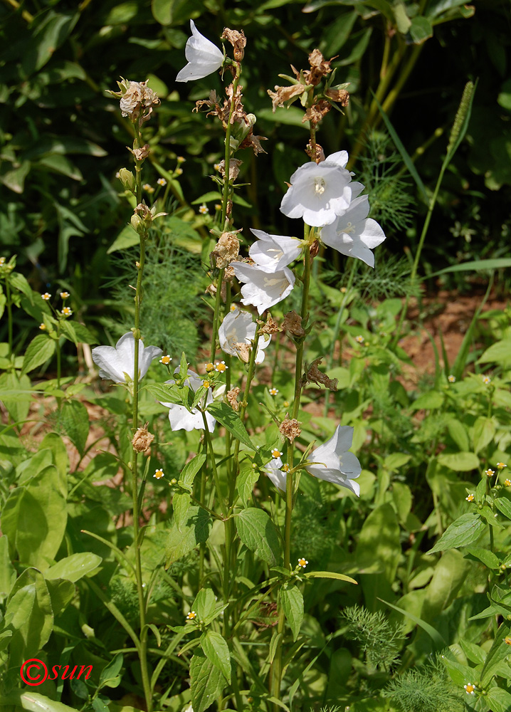 Image of Campanula persicifolia specimen.