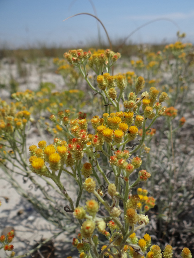 Image of Helichrysum corymbiforme specimen.