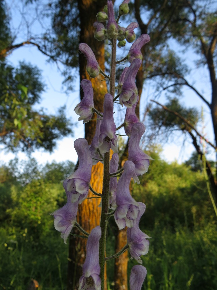 Image of Aconitum septentrionale specimen.