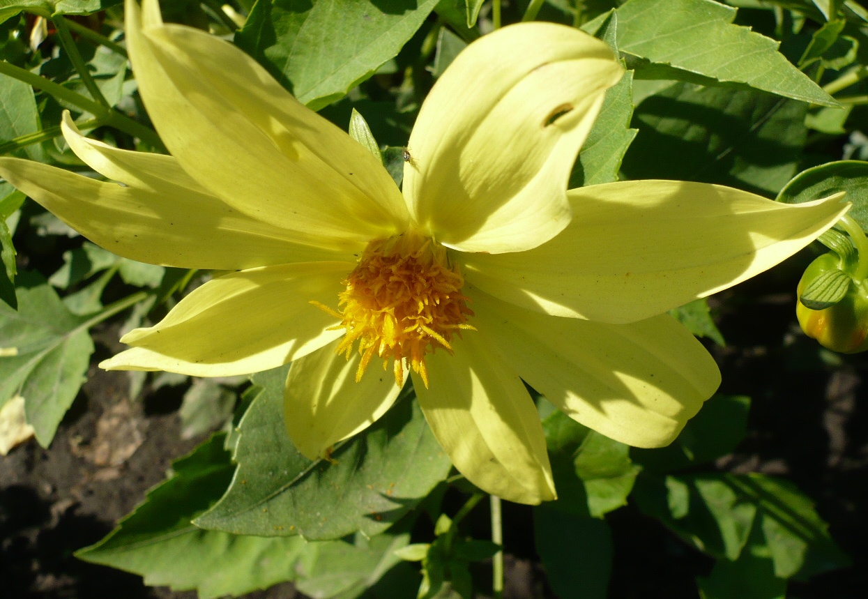 Image of Dahlia pinnata specimen.