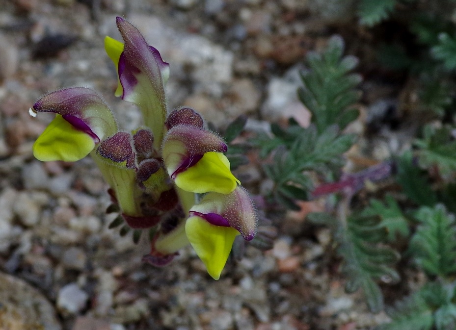 Image of Scutellaria przewalskii specimen.