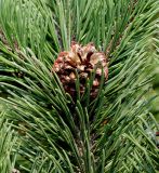 Pinus mugo. Верхушка побега с шишкой ('Mops'). Германия, г. Дюссельдорф, Ботанический сад университета. 05.09.2014.