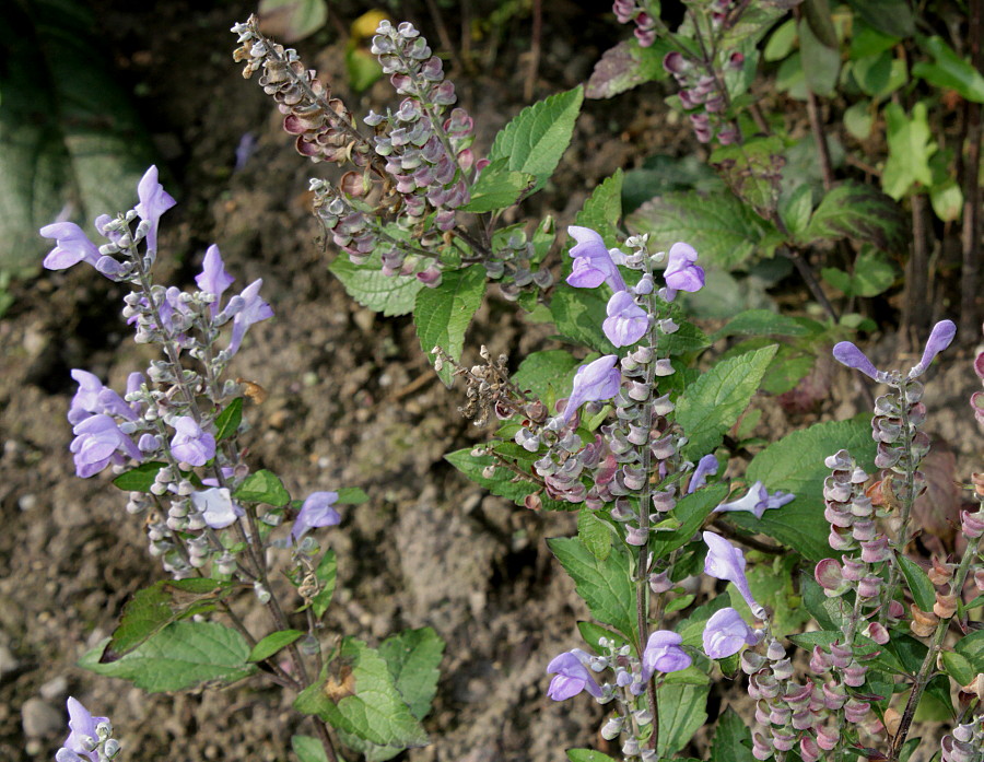 Image of Scutellaria incana specimen.