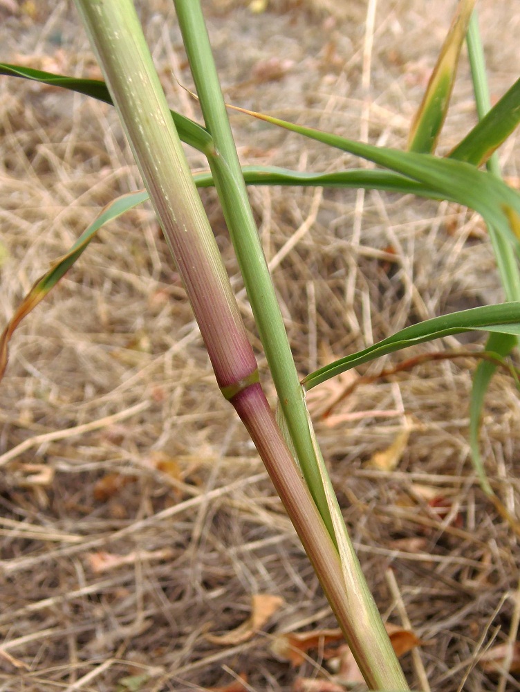 Image of genus Setaria specimen.