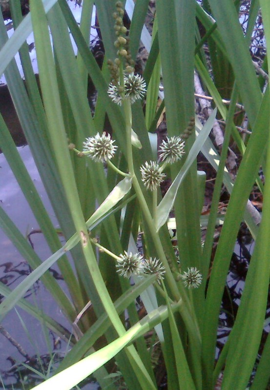 Image of Sparganium erectum specimen.