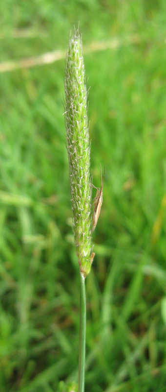 Image of Alopecurus geniculatus specimen.