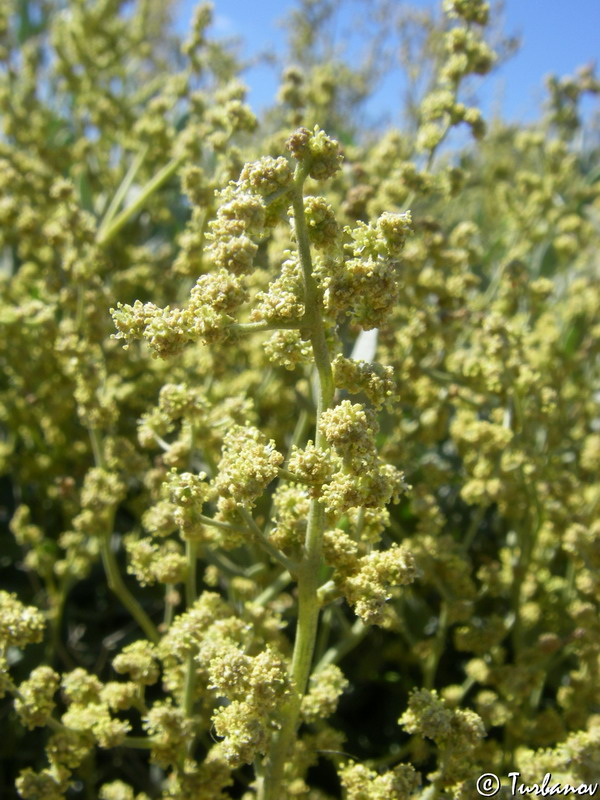 Image of Halimione verrucifera specimen.