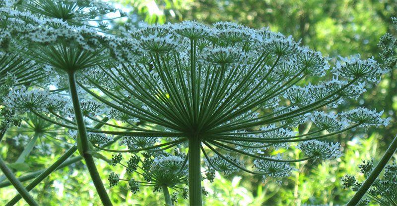 Изображение особи Heracleum mantegazzianum.