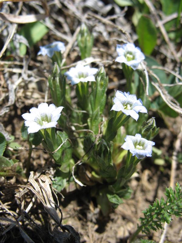 Image of Gentiana aquatica specimen.