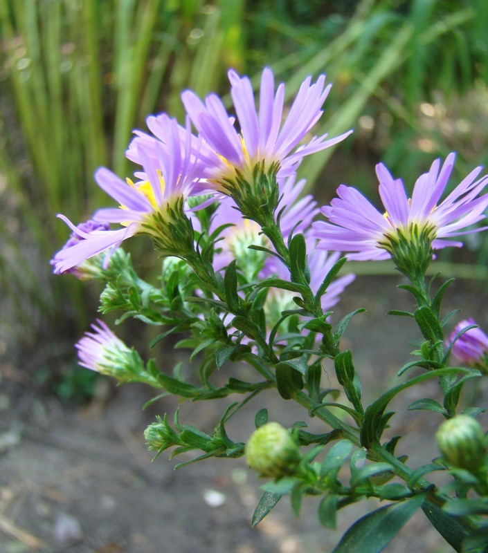 Изображение особи Symphyotrichum &times; versicolor.