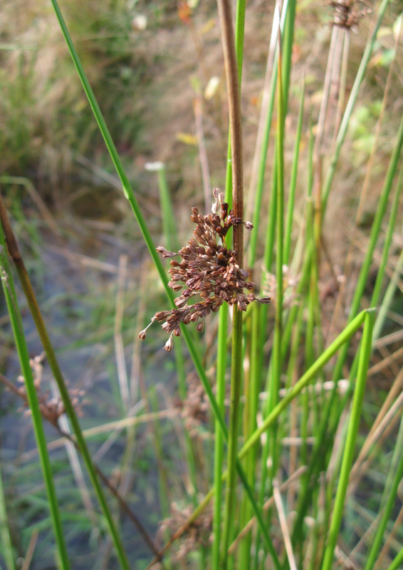 Image of Juncus effusus specimen.