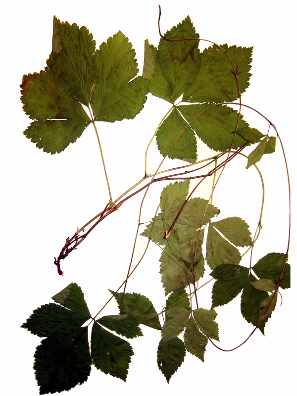 Image of Rubus saxatilis specimen.