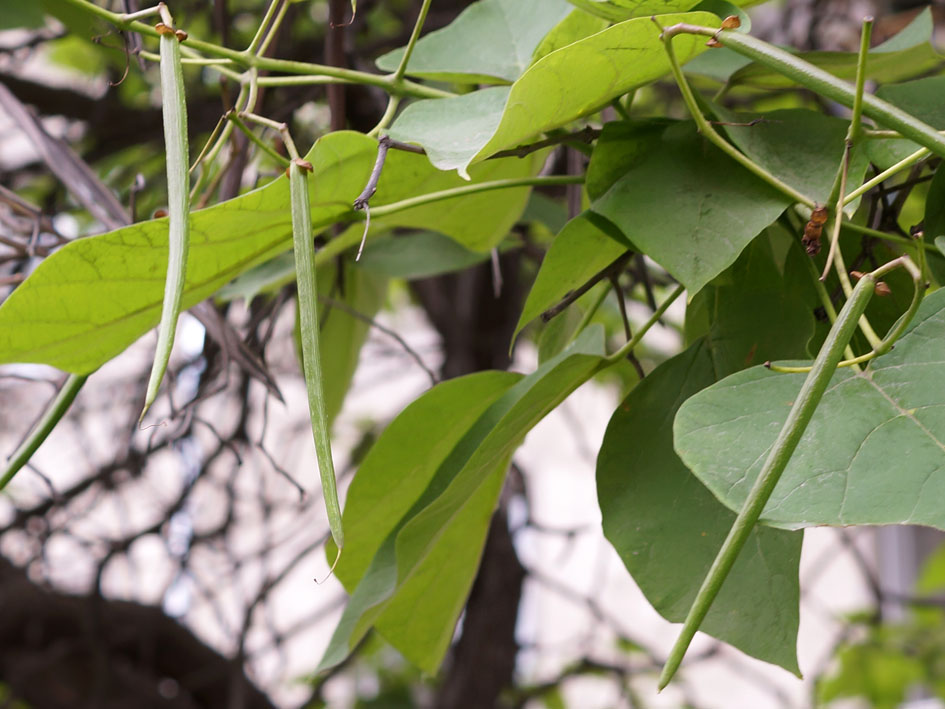 Image of Catalpa bignonioides specimen.