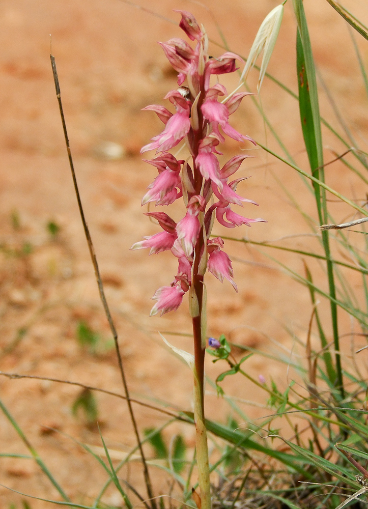 Изображение особи Anacamptis sancta.