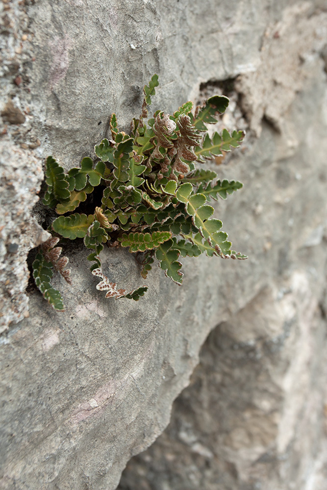 Image of Ceterach officinarum specimen.