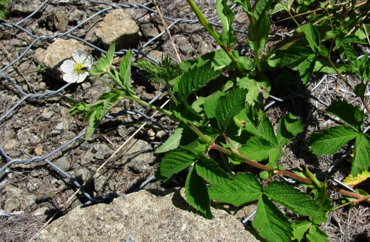 Image of Potentilla elatior specimen.