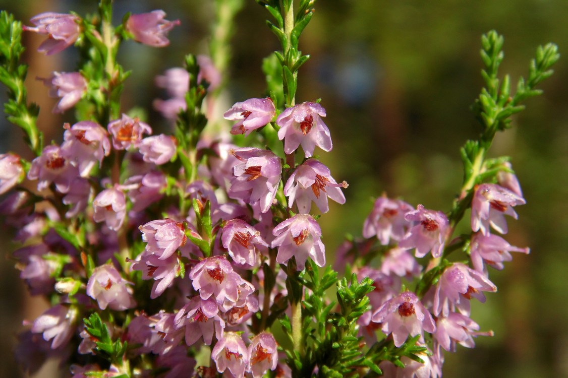 Image of Calluna vulgaris specimen.