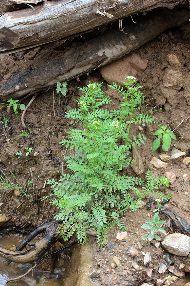 Изображение особи Cardamine impatiens.