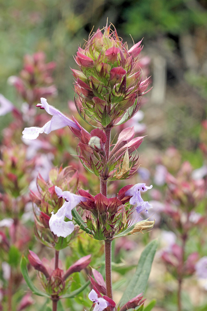 Изображение особи Dracocephalum integrifolium.