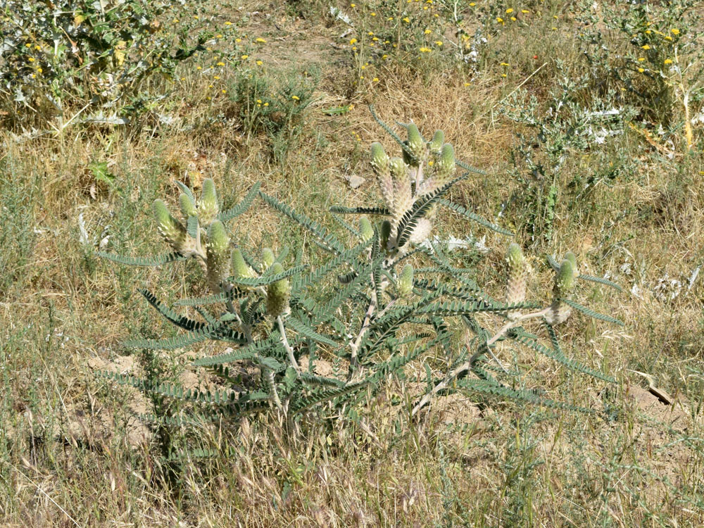 Изображение особи Astragalus alopecias.