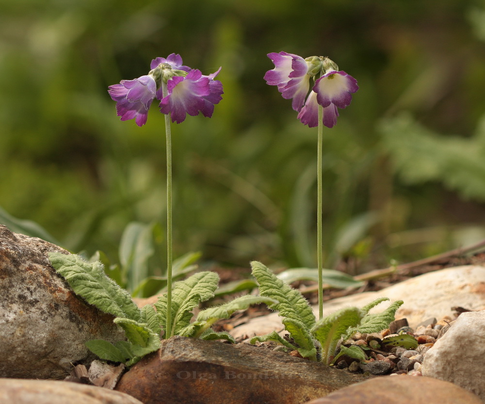 Image of Primula reidii var. williamsii specimen.