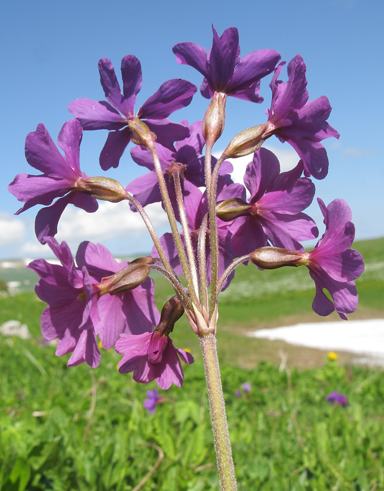 Image of Primula amoena specimen.