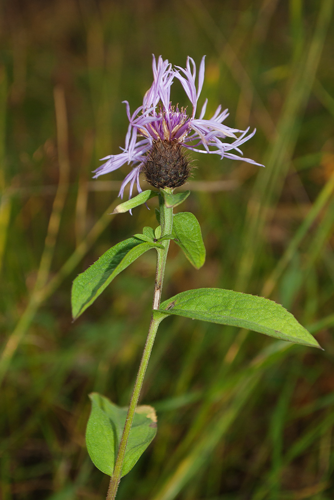 Image of Centaurea phrygia specimen.