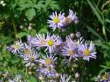 Aster tataricus